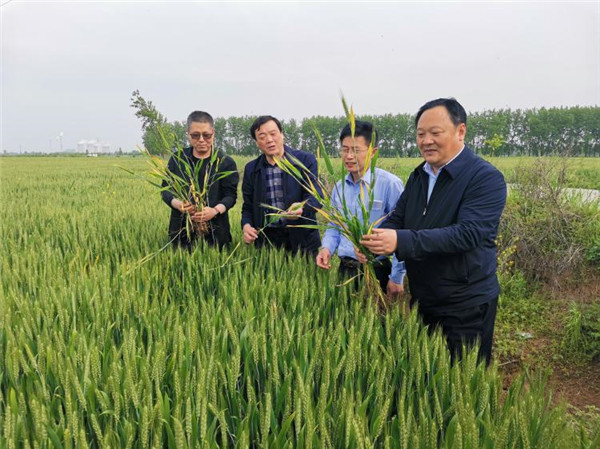 淮南市農業農村局李艷景局長調研小麥病蟲害防治工作