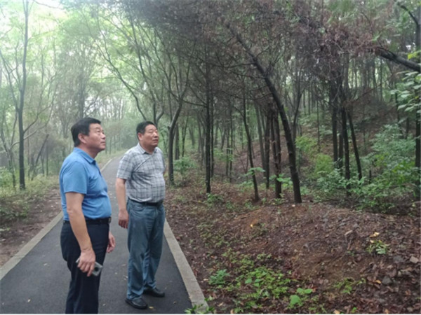 淮南市林業局魯金杰局長赴舜耕山風景區調研綠化養護情況
