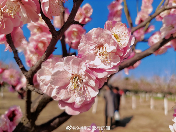 圖說淮南——春光瀲滟，如花似錦